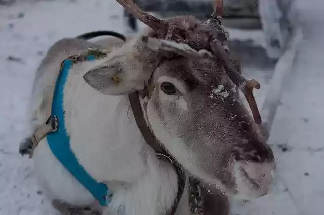 Descarga gratuita Lapland Reindeer Sled: foto o imagen gratuita para editar con el editor de imágenes en línea GIMP