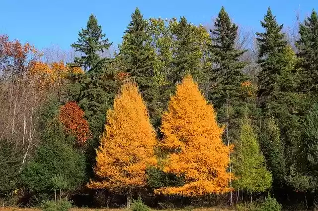 Free download Larch Fall Leaf -  free photo or picture to be edited with GIMP online image editor