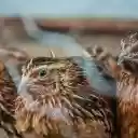 Large flock of quails  screen for extension Chrome web store in OffiDocs Chromium