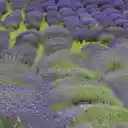 Large flower beds  screen for extension Chrome web store in OffiDocs Chromium