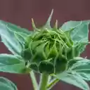Large Flower Bud  screen for extension Chrome web store in OffiDocs Chromium