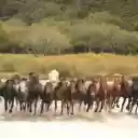 Large Herd of Horses  screen for extension Chrome web store in OffiDocs Chromium