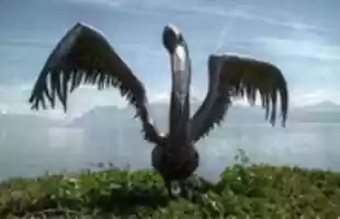 Free download Lausanne Pellican free photo or picture to be edited with GIMP online image editor