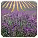 Lavender  screen for extension Chrome web store in OffiDocs Chromium