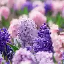 Lavender and Pink Blooms: A Serene Garden of Color  screen for extension Chrome web store in OffiDocs Chromium