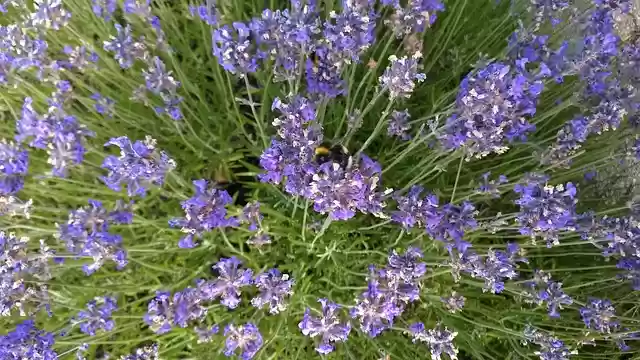 Free download lavender bumblebee lila bi garden free picture to be edited with GIMP free online image editor