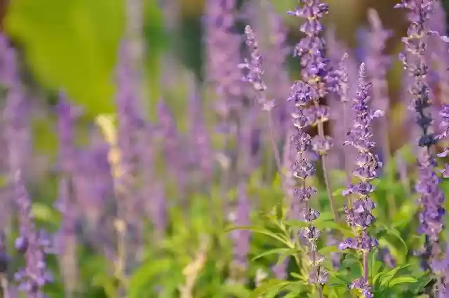 Free download Lavender Flowers Flora -  free photo or picture to be edited with GIMP online image editor
