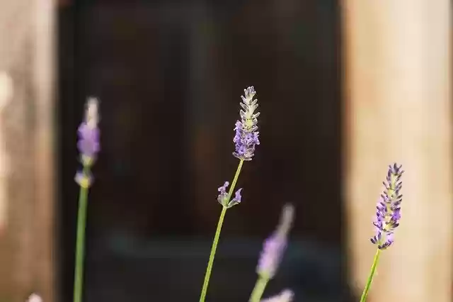 Free download Lavender Garden Close Up -  free photo or picture to be edited with GIMP online image editor