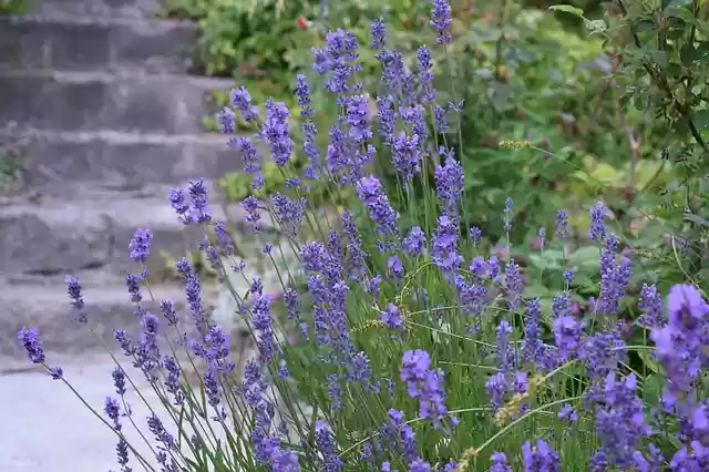 Free download lavender garden lila flowers bi free picture to be edited with GIMP free online image editor