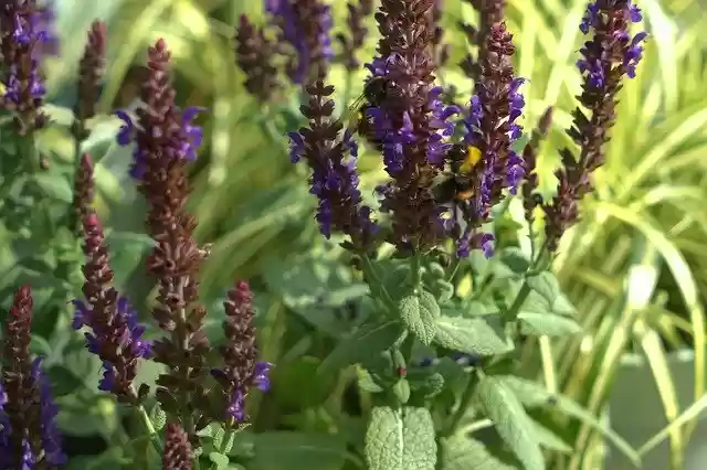 Free download Lavender Hummel Flower -  free photo or picture to be edited with GIMP online image editor