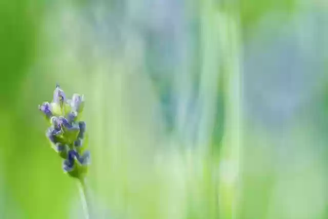 Free download lavender nature botany bloom free picture to be edited with GIMP free online image editor