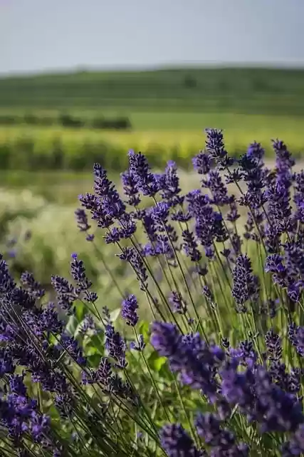 Free download lavender nature flower bloom free picture to be edited with GIMP free online image editor