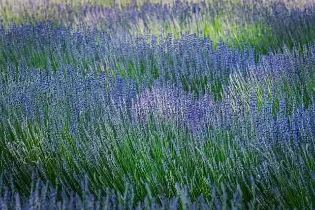 Free download lavender nature flower flora free picture to be edited with GIMP free online image editor