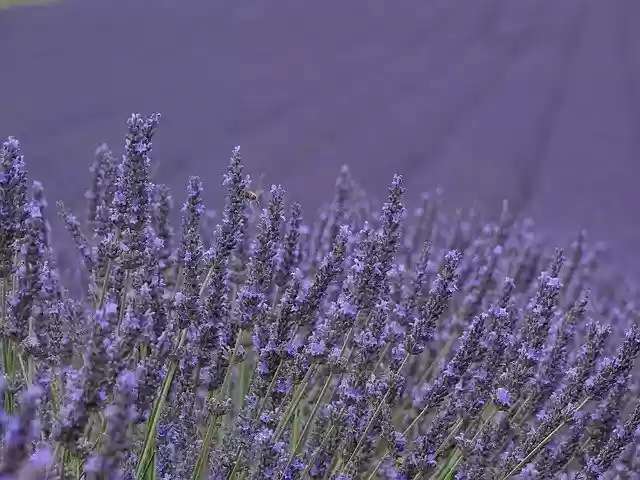Bezpłatne pobieranie darmowego szablonu zdjęć Lavender Purple Provence do edycji za pomocą internetowego edytora obrazów GIMP