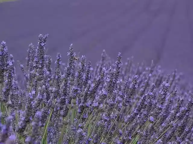 Free download Lavender Purple Provence free photo template to be edited with GIMP online image editor