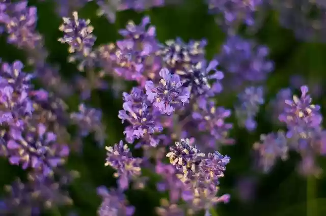 Free download Lavender Summer Garden -  free photo or picture to be edited with GIMP online image editor