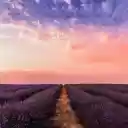 Lavender Sunset Dream  screen for extension Chrome web store in OffiDocs Chromium