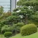 Lawn and trees  screen for extension Chrome web store in OffiDocs Chromium