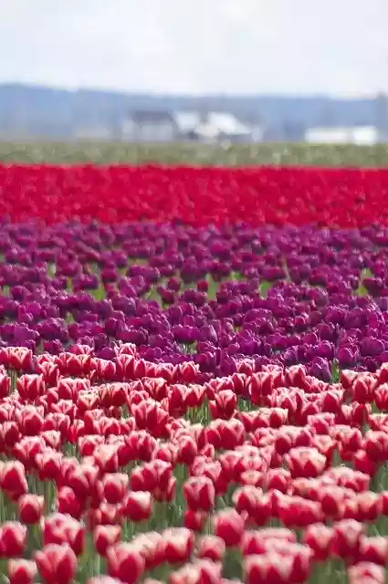 Free download Layers Tulips Spring -  free photo or picture to be edited with GIMP online image editor