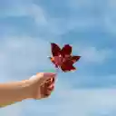 Leaf and sky  screen for extension Chrome web store in OffiDocs Chromium