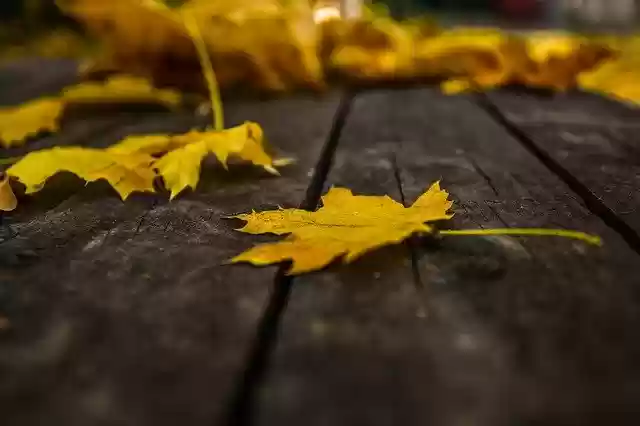 Free download Leaf Autumn -  free free photo or picture to be edited with GIMP online image editor