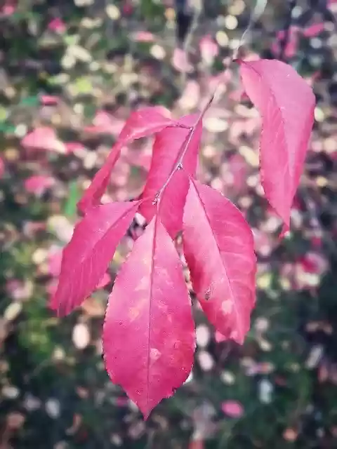 Free download Leaf Autumn Forest -  free free photo or picture to be edited with GIMP online image editor