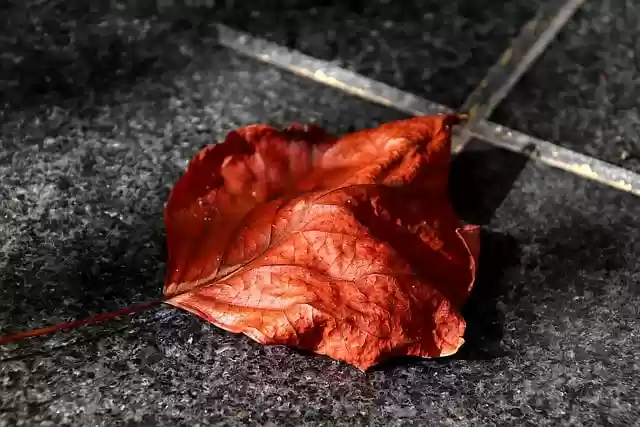 Free download leaf autumn leaf dead leaf cemetery free picture to be edited with GIMP free online image editor