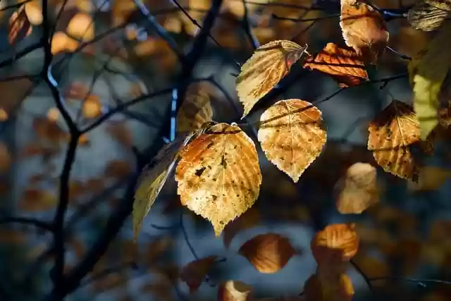 Free download leaf autumn leaves autumn sunshine free picture to be edited with GIMP free online image editor