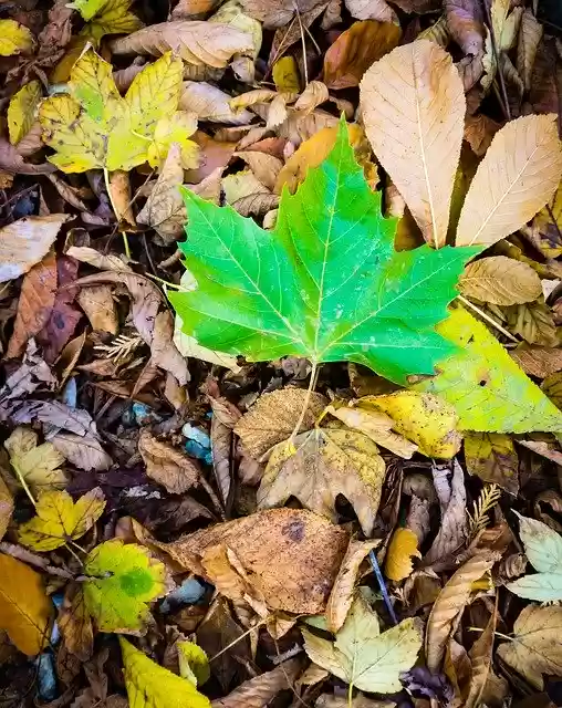 Free download Leaf Autumn Season -  free free photo or picture to be edited with GIMP online image editor