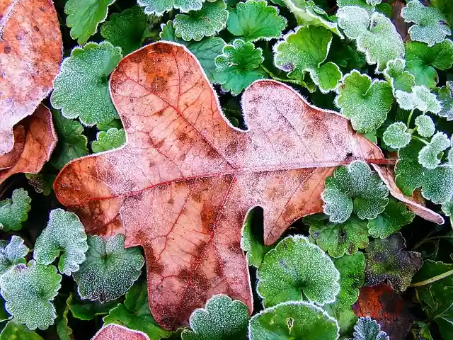 Free download leaf autumn season leaves plant free picture to be edited with GIMP free online image editor