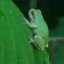 Leaf colored frog  screen for extension Chrome web store in OffiDocs Chromium