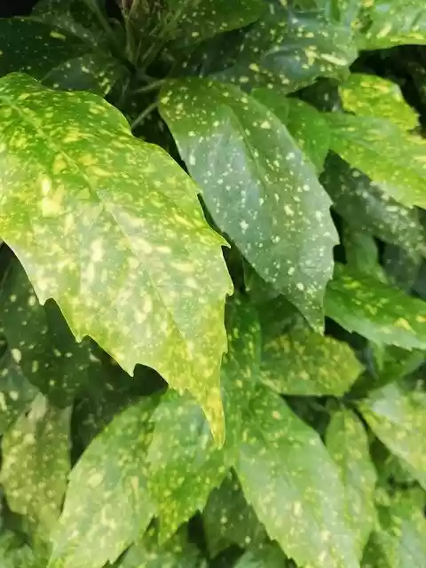 Free download Leaf Color Pattern -  free photo or picture to be edited with GIMP online image editor