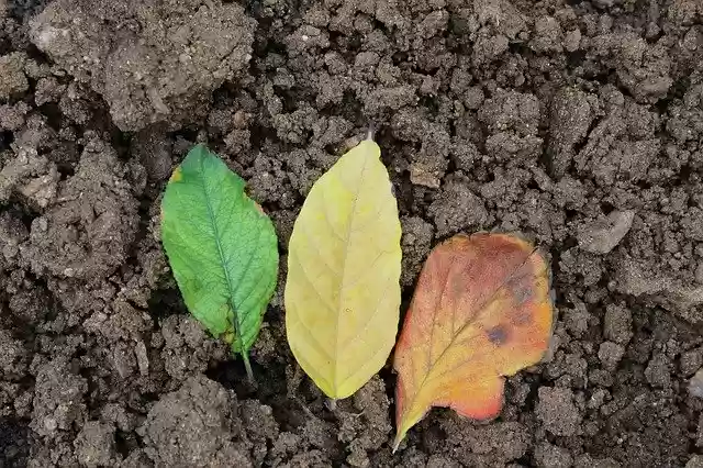 Free download Leaf Colors Multi-Color -  free photo or picture to be edited with GIMP online image editor