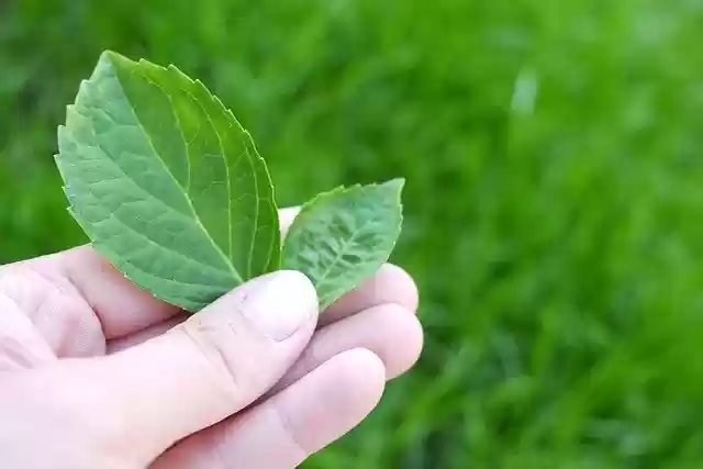Free download Leaf Environment Nature -  free photo or picture to be edited with GIMP online image editor