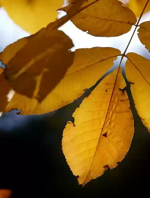 Free download leaf fall nature tree forest free picture to be edited with GIMP free online image editor