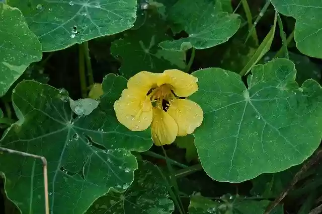 Free download Leaf Flower Rain -  free photo or picture to be edited with GIMP online image editor