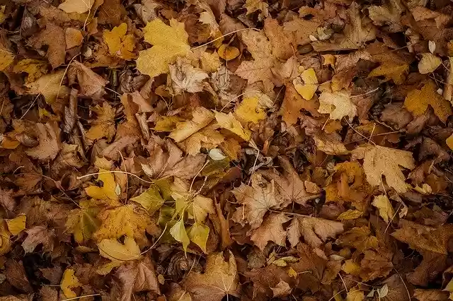 Free download Leaf Foliage Autumn -  free photo or picture to be edited with GIMP online image editor