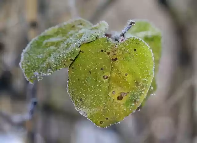 Free download Leaf Frozen Yellow -  free photo or picture to be edited with GIMP online image editor