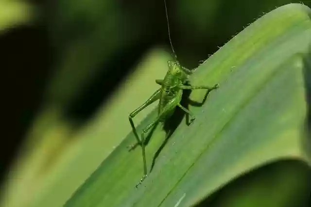 Free download leaf garden grasshopper free picture to be edited with GIMP free online image editor