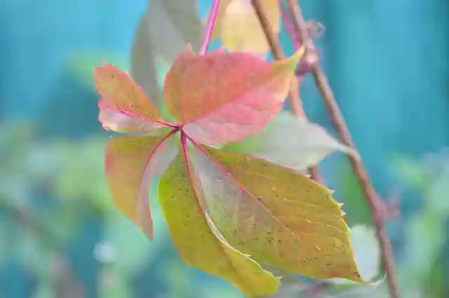 Free download Leaf Grape Wine -  free photo or picture to be edited with GIMP online image editor