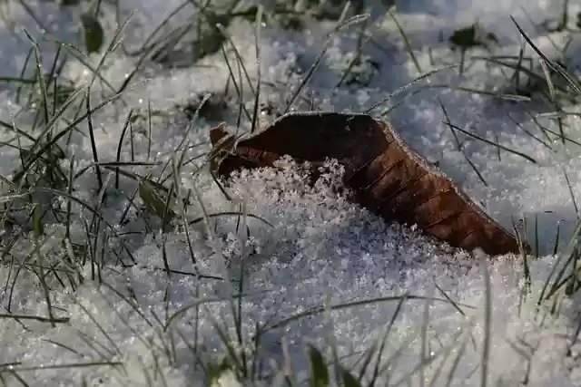 Free download leaf grass snow meadow cold free picture to be edited with GIMP free online image editor