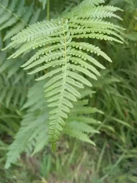 Free download Leaf Green Forest -  free photo or picture to be edited with GIMP online image editor