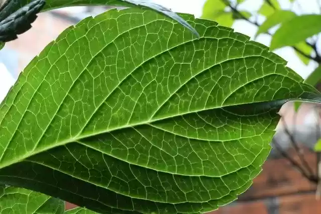 Free download Leaf Hortensia Flower -  free photo or picture to be edited with GIMP online image editor