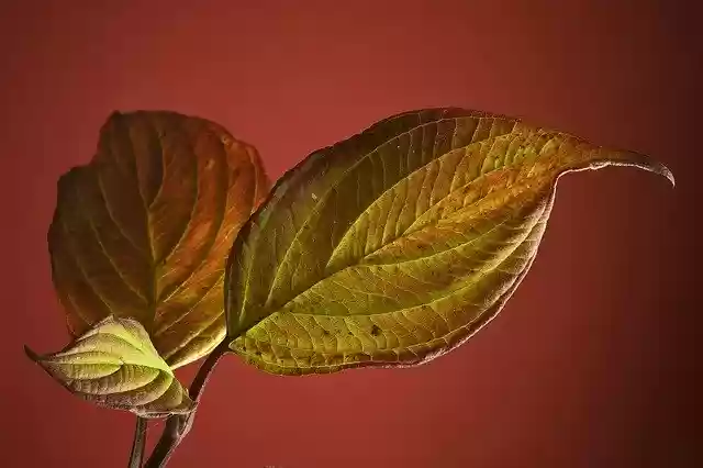 Free download Leaf Indoor Green -  free photo or picture to be edited with GIMP online image editor