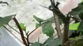 Free download Leaf Insects Macro -  free video to be edited with OpenShot online video editor