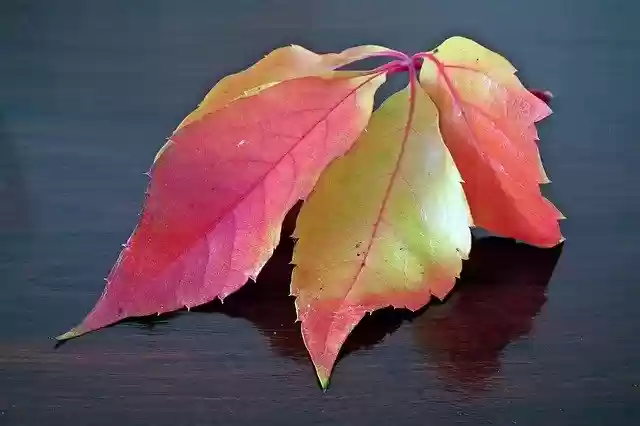 Téléchargement gratuit Leaf Ivy Autumn - photo ou image gratuite à modifier avec l'éditeur d'images en ligne GIMP