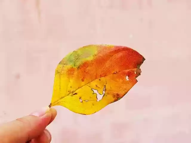 Free download Leaf Leaves Autumn The -  free photo or picture to be edited with GIMP online image editor