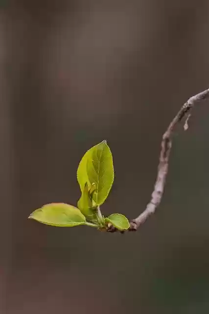 Scarica gratuitamente volantini foglie pianta albero arbusto immagine gratuita da modificare con l'editor di immagini online gratuito GIMP
