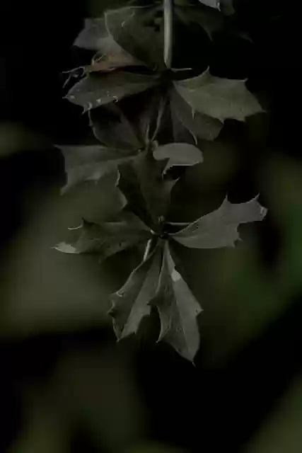Free download leaf nature green moody dreamy free picture to be edited with GIMP free online image editor