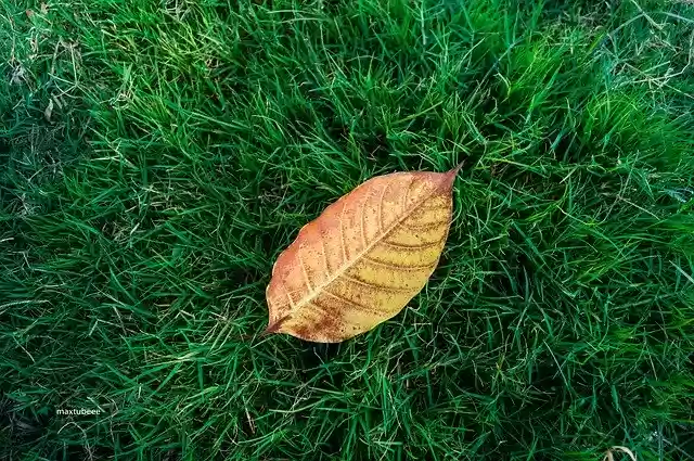 Free download Leaf On Grass Green -  free free photo or picture to be edited with GIMP online image editor